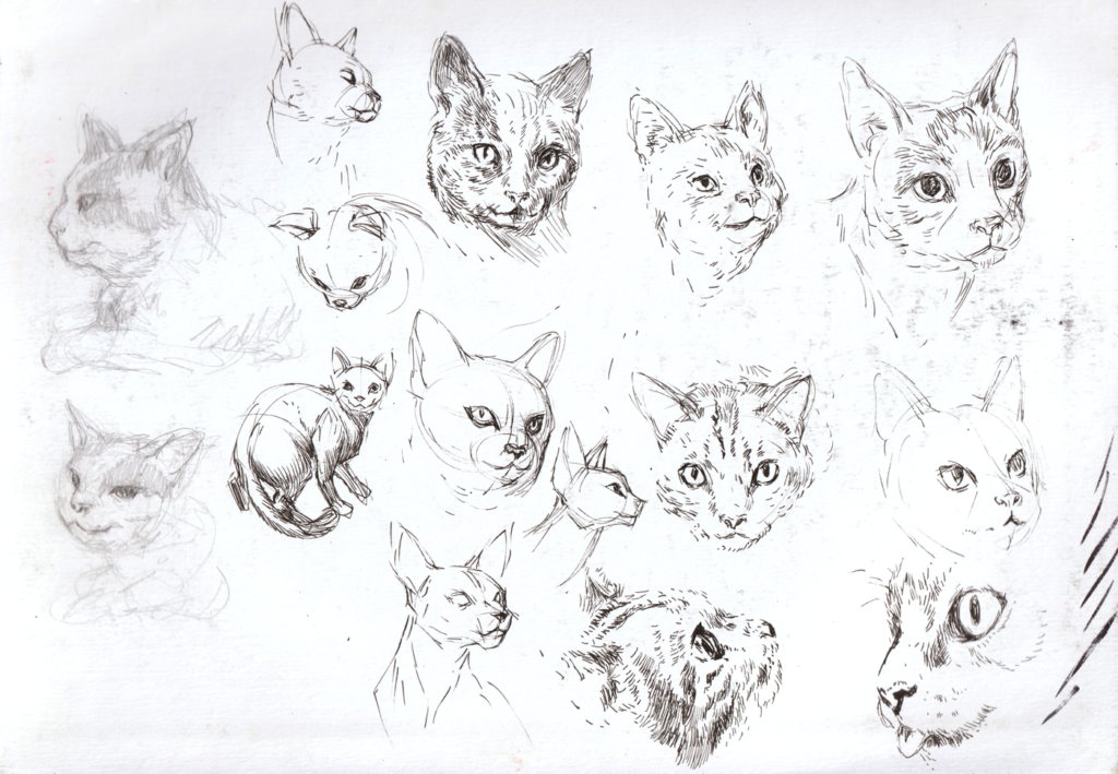 Estudos de gatos, de Renoir Santos