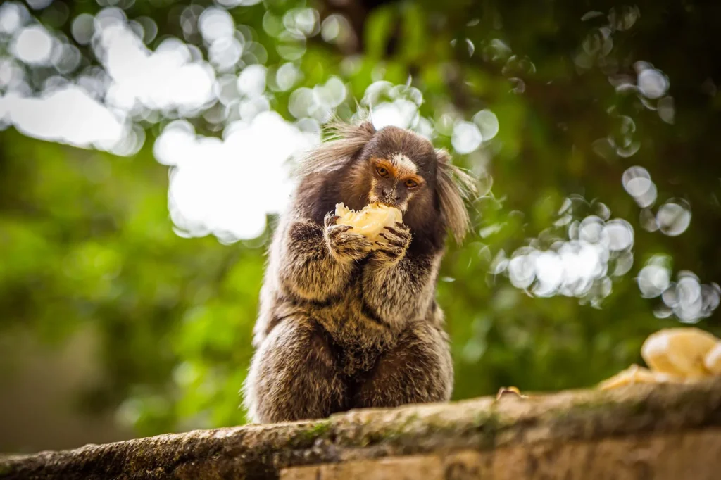 Macaco na área externa da Casa Locomotiva