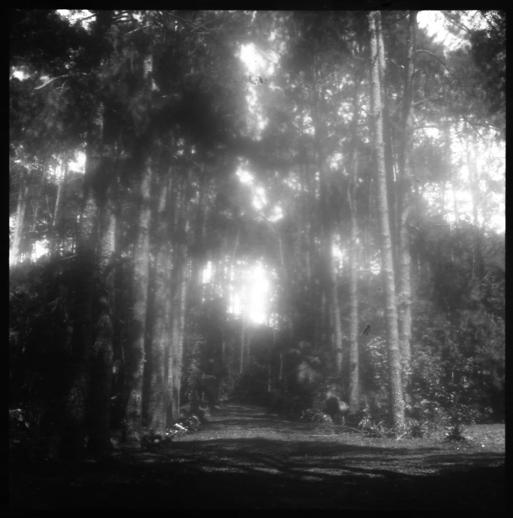 Fotografia em preto e branco com luz intensa atravessando árvores.
